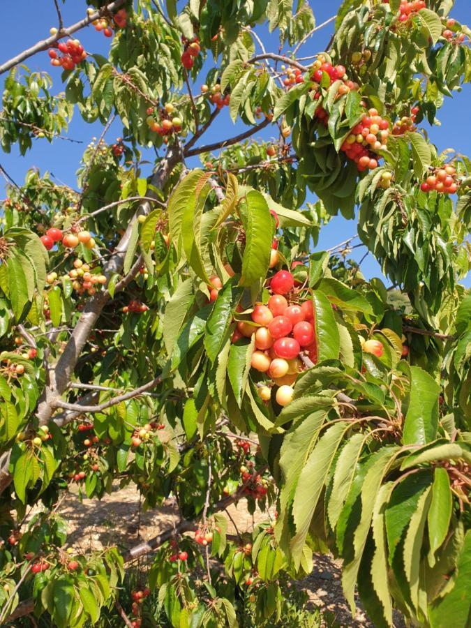 Oriental Nature Majdal Shams Εξωτερικό φωτογραφία