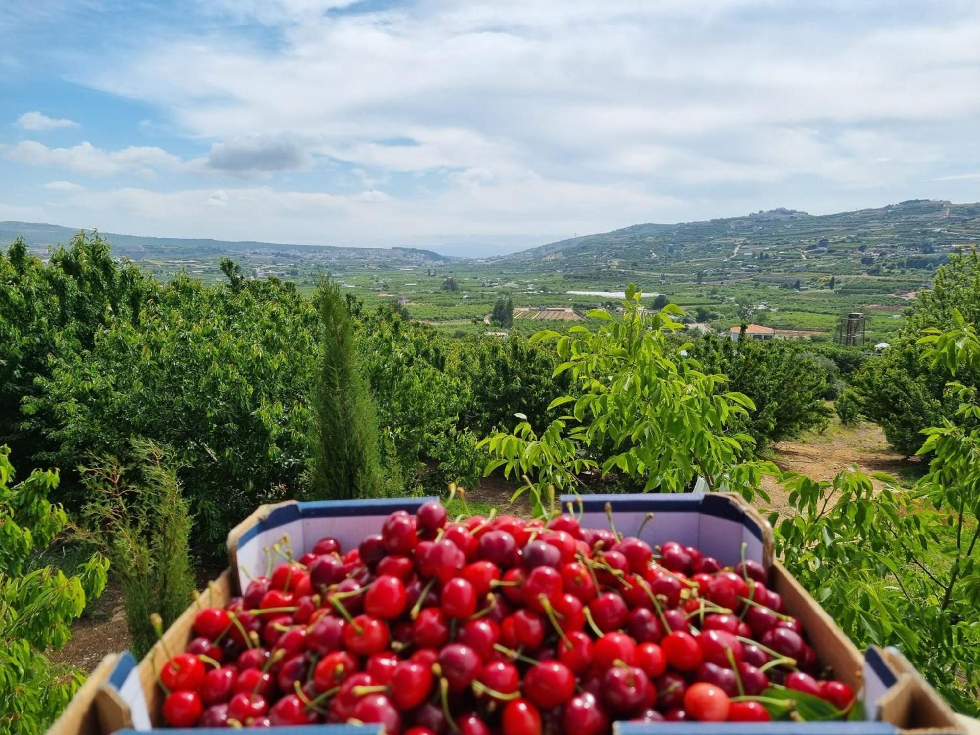 Oriental Nature Majdal Shams Εξωτερικό φωτογραφία